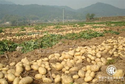 马铃薯主食化战略助推贵州省威宁县薯业升级 - 各地产经 - 中国产业经济信息网