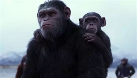 《猩球崛起3：终极之战》：“面面俱到”的收官之作 - 知乎
