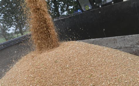 今年夏粮小麦增产丰收已成定局 全国“三夏”大规模机收基本结束_作业_农村部_农业