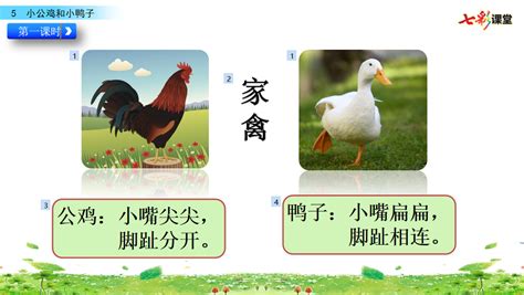 小学语文人教部编版一年级下册5 小公鸡和小鸭子示范课课件ppt-教习网|课件下载