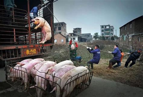 推销人员扮唐僧师徒 牵猪在街头推销“二师兄”(图)|猪品种|农民专业合作社_凤凰资讯