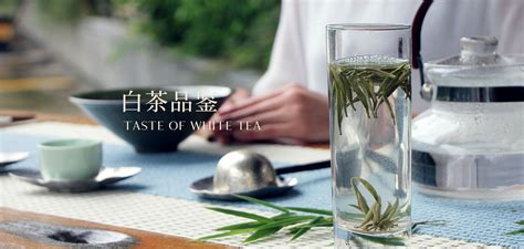茶语白茶品鉴会-茶语网,当代茶文化推广者
