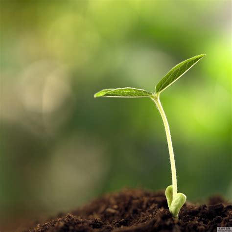植物发芽图片-豆类植物发芽素材-高清图片-摄影照片-寻图免费打包下载
