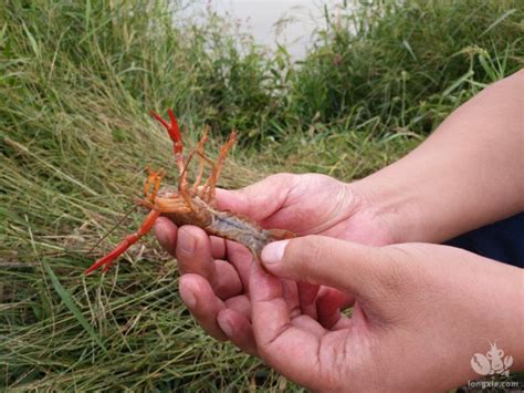 钓龙虾的小技巧-百度经验