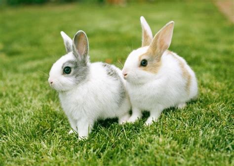 养殖獭兔的利润究竟怎样？养殖獭兔的成本和前景- 理财技巧_赢家财富网