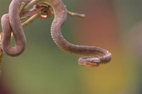 Premium Photo | Pit viper snake