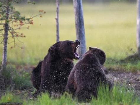 棕熊抢夺狼群食物，引发熊狼大战场面激烈，发飙的狼群有点吓熊！|棕熊|狼群|狼_新浪新闻