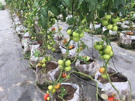 小番茄怎么种植方法