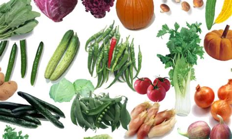 蔬菜大全100种名字,500种蔬菜名称大全,常见的100种蔬菜名称(第2页)_大山谷图库