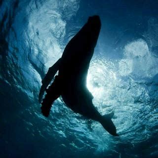 一小时深海和鲸鱼的叫声白噪音环境音……_新浪新闻