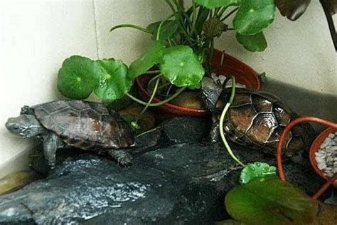 龟缸过滤系统 水陆生态龟缸图_宠物百科 - 养宠客