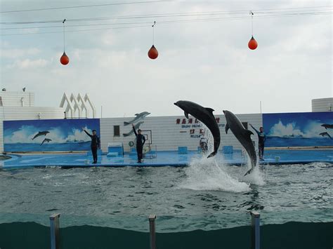 2024海洋博公园海豚表演剧场游玩攻略,海豚剧场每天四场的海豚表演...【去哪儿攻略】
