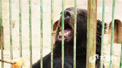 上海野生动物园熊吃人视频全过程！饲养员遭熊攻击身亡原因详情 饲养员遭熊攻击身亡现场疑曝光_滚动_中国小康网