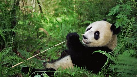 熊猫,蜜蜂,幼小动物,动物鼻子,航空器拍摄视角,水平画幅,无人,食草动物,野外动物,户外,摄影素材,汇图网www.huitu.com