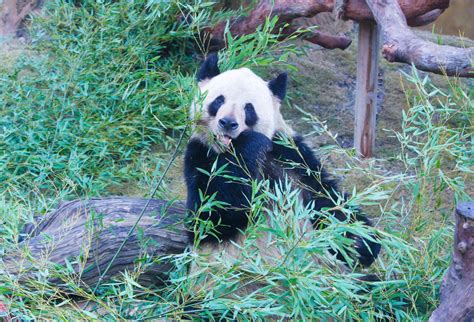 大熊猫 - 生态环境 - 汉中兴汉新区-汉中文化旅游投资集团有限公司(汉文投)