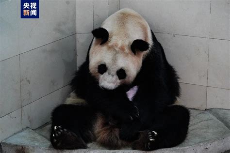 萌化了！上海龙凤双胞胎熊猫宝宝满月 兄妹俩首次同时亮相--图片频道--人民网