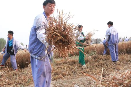 田间割麦子的农民高清图片下载-正版图片502049833-摄图网