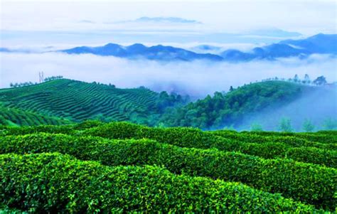 茶旅融合 打造美丽西乡特色乡村旅游目的地_西乡县