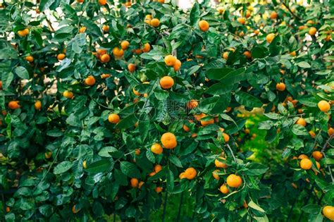 树上的橘子成熟的橘子黑山柑桔树家庭橘园树上结了很多果高清图片下载-正版图片507376958-摄图网