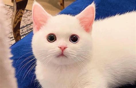 一、白猫图片
