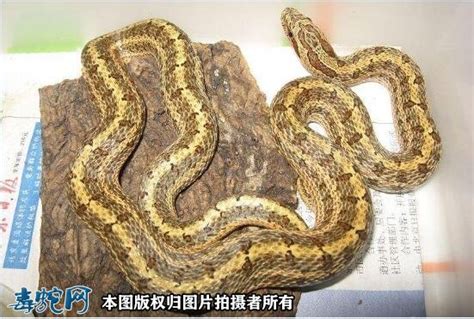 中国常见蛇类（剧毒蛇上） - 知乎