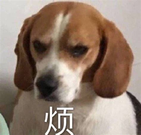 烦表情包图片