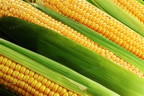 玉米有哪些常见品种？哪种营养价值更高 - 运富春