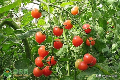 番茄种苗种植技术，番茄苗种植时间和方法
