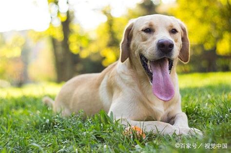 9种世界上最丑的狗狗排行榜，最丑的据说来自中国的杀马特！