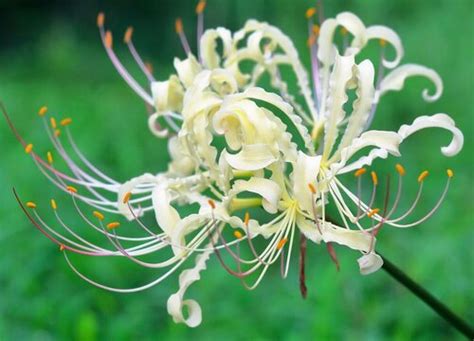 白彼岸花代表什么意思 花语是什么-养花技巧-长景园林网