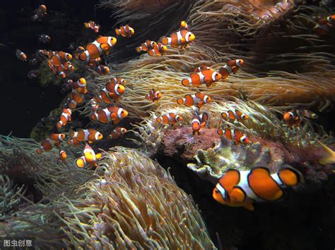 海葵中的小丑海葵鱼高清图片下载-正版图片503414415-摄图网