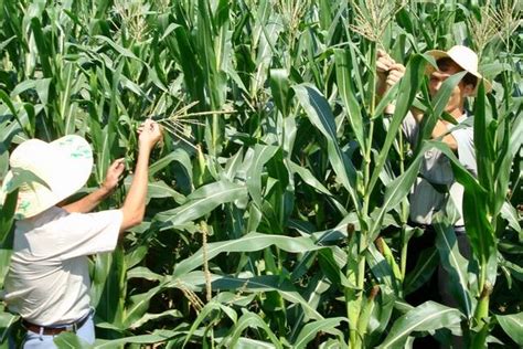河北玉米何时成熟，附种植管理技术 - 农敢网