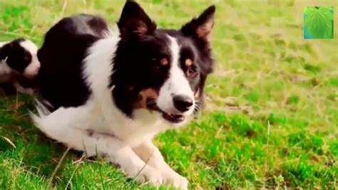 看完这个！你就知道牧羊犬放羊的能力是天生的！ - ชมวิดีโอออนไลน์ คุณภาพระดับHD - iFlix