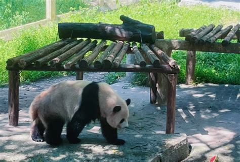 动物园zoo里面的小动物素材图片免费下载-千库网