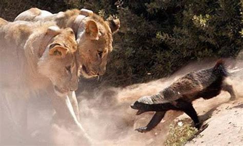 这种猛兽重达1600斤，狮子老虎都不敢正面刚，战斗力爆表！|旅游|阿拉斯加|动物_新浪新闻