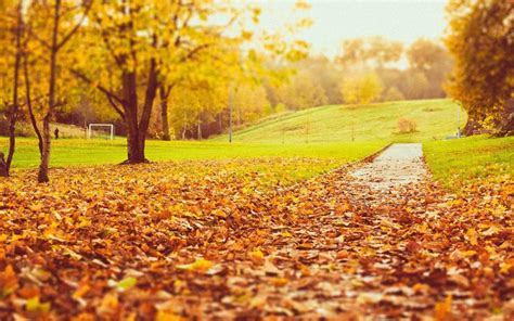 这9个关于秋天的四字词语，描绘出了最美的秋天，快来一起看看_字体家