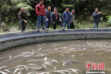 四九一鱼塘近4万斤鱼被冻死 养殖户损失惨重_台山要闻_台山广播电视台