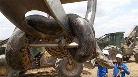 世界上最长的蟒蛇，身长14.85米，名字竟然叫“桂花”。_印尼