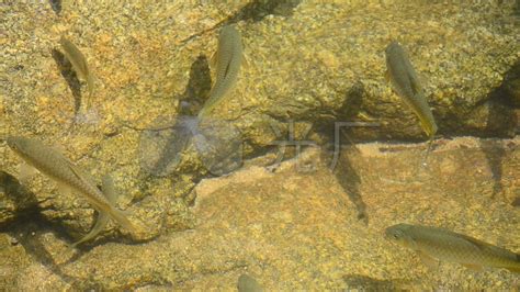 农村河里常见的小鱼,山区小溪常见的鱼,小河鱼种类_大山谷图库