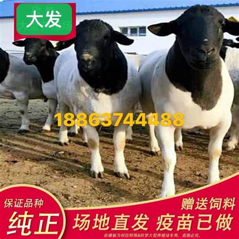 金堂黑山羊种羊价格，羊苗， 四川成都 金堂黑山羊-食品商务网