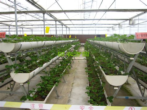 蔬菜种植_北京国农方圆农业工程技术有限公司