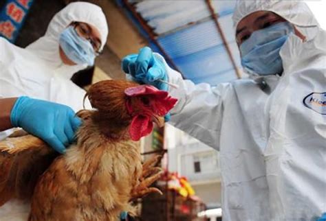 鸡流感症状和治疗方法-鸡流感用药-怎么治疗鸡流感 - 畜小牧养殖网