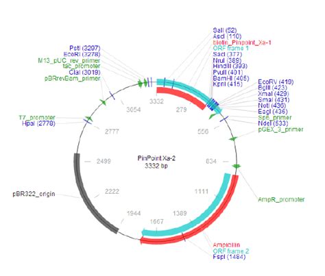 pBAD33 大肠杆菌蛋白表达质粒 araBAD启动子 阿拉伯糖HH-QT-051-质粒载体-ATCC-DSM-CCUG-泰斯拓生物