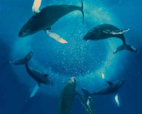 一头蓝鲸误入虎鲸地盘，很快变成75头虎鲸食物，澳洲游客亲眼目睹|虎鲸|蓝鲸|大象_新浪新闻