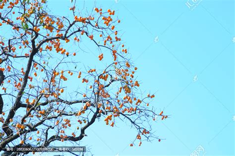 柿子树结满红柿子,果实,植物花草,摄影素材,汇图网www.huitu.com