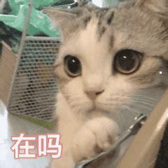 在北京买猫哪里比较靠谱？ - 知乎