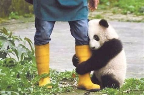 大熊猫为什么总喜欢抱人大腿？真实答案萌你一脸