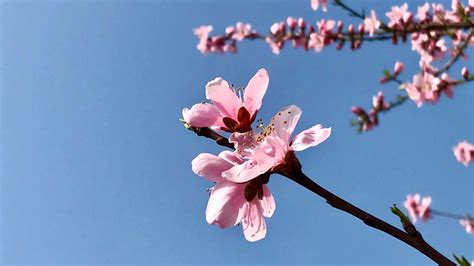 春天桃花盛开高清图片下载-正版图片500320132-摄图网