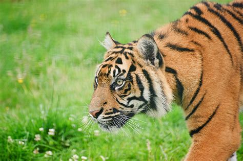 苏门答腊虎豹的肖像,蒂格里斯苏门答腊大猫被囚禁高清图片下载-正版图片300698012-摄图网