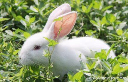 已婚女人梦见好多兔子是什么预兆 梦见兔子的意义 - 美欧网